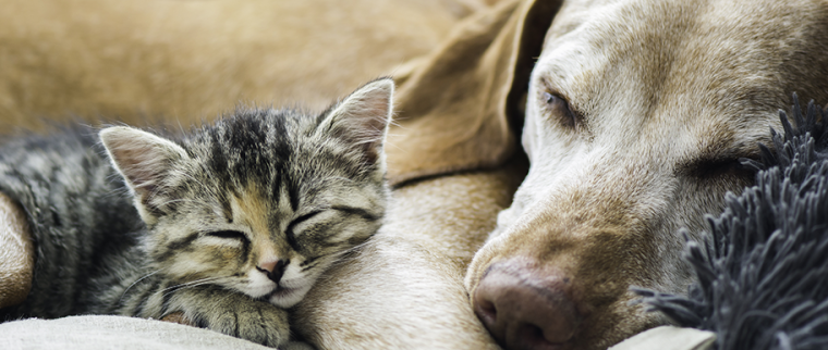 CHIEN CHAT